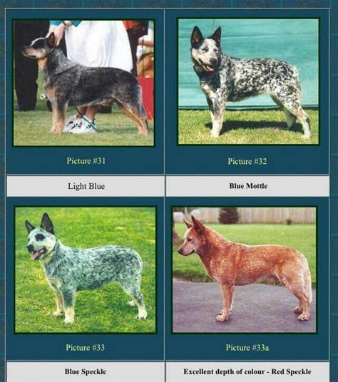 australian cattle dog color chart.